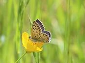 femelle l'azuré bleu céleste