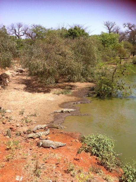 Crocodiles de la réserve de Bandia