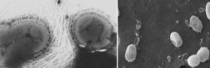 Akkermansia muciniphila : une bactérie intestinale marqueur de bonne santé – PNAS