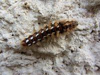 MINIMAL MANIAC #16 Annonce inside !!!!