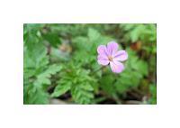 MINIMAL MANIAC #16 Annonce inside !!!!