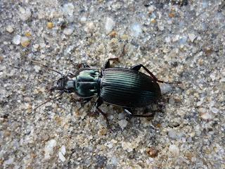 11 | Abel Tasman national park