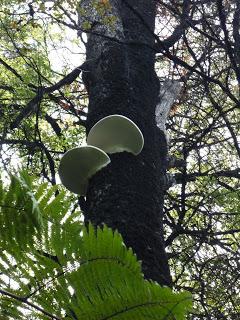 11 | Abel Tasman national park