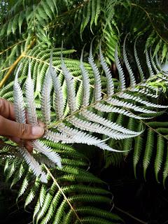 11 | Abel Tasman national park