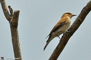 Rossignol philomèle • Luscinia megarhynchos