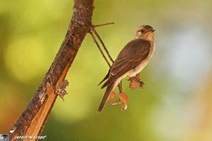 Rossignol philomèle • Luscinia megarhynchos
