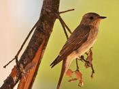Rossignol philomèle chanteur exceptionnel...