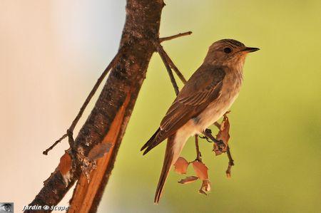 Rossignol-philomèle