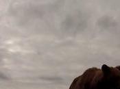 Dans gueule d'un ours