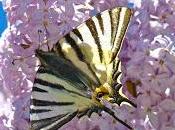 papillon lilas