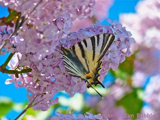 Le papillon et le lilas