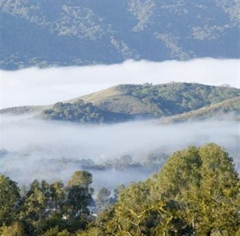 Aérosol naturel, les forêts contre le global warming