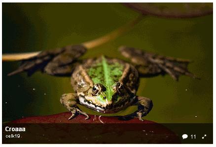 08.  Photopassion - Flickr - grenouille commentaire