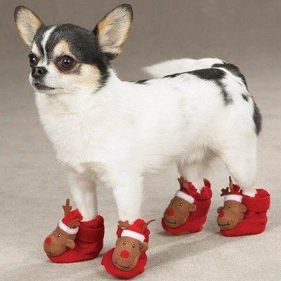 La mode des chiens en chaussons !