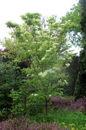 1 cornus florida gb 18 mai 2013 042 (2).jpg