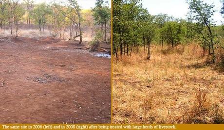 Leïla en vert et contre tout: L’homme qui changeait les déserts en prairies.