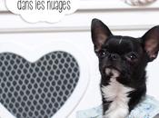 Votre chien, aussi, tête dans nuages