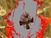 Impression cohérence entre l’affichage écran tirages