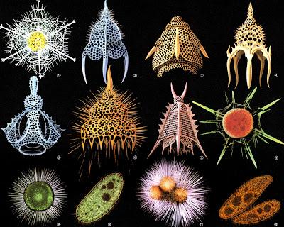 Les Protozoaires