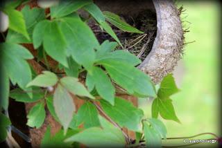 Gobe mouche 2013 ! (1)