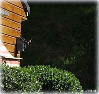 Gobe mouche 2013 ! (1)