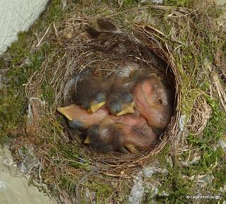 Gobe mouche 2013 ! (1)