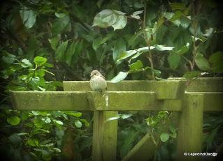 Gobe mouche 2013 ! (1)