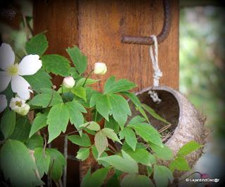 Gobe mouche 2013 ! (1)