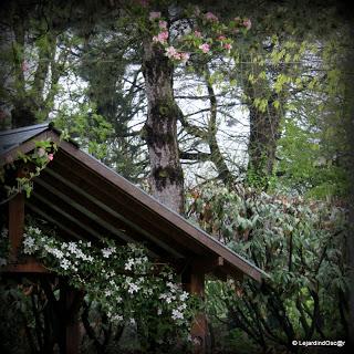 Gobe mouche 2013 ! (1)