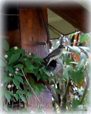 Gobe mouche 2013 ! (1)