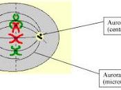 Savoir quand couper partir: mécanismes régissant l’abscission cytokinétique