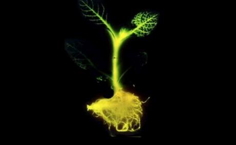 Et si des plantes bioluminescentes étaient en passe de détrôner les lampadaires ?