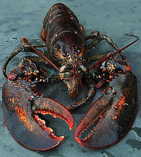 Dossier Homard maine Lobster