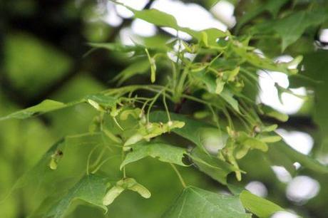 acer mono gb 18 mai 2013 097 (3).jpg