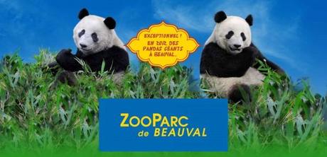pandas zooparc beauval 600x290 Le prestigieux ZooParc de Beauval