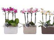 L'Orchidée Phalaenopsis pour fête Mères