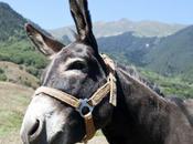 Pégase, l’âne solaire sillonne campagne Macédoine