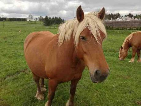 Un cheval blond (sans yeux bleus)