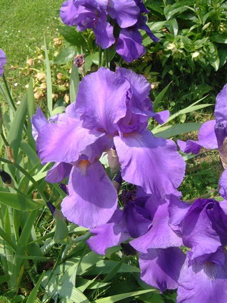 fleur iris