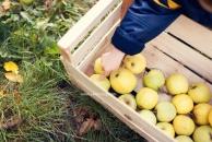 Clément et Michèle entre les pommiers : séance photos mère-enfant mise en scène, en campagne