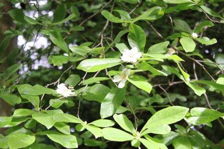 4 mespilus 25 mai 2013 024.jpg