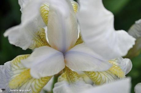 Iris blanc
