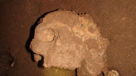 squelette tunisie grotte eglantine