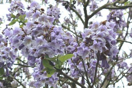 5 paulownia veneux 18 mai 2013 006 (5).jpg