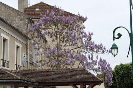 2 paulownia veneux 18 mai 2013 015.jpg
