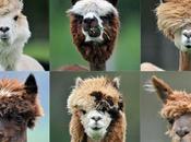 Ceux assument leur part animale