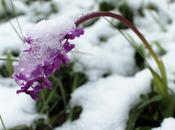 Plan limace (Bauges)