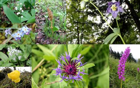 Plan de la limace (Bauges)