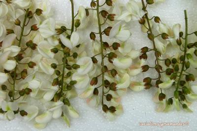 Beignets de fleurs d'acacias