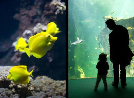 Visite de l’aquarium de La Rochelle